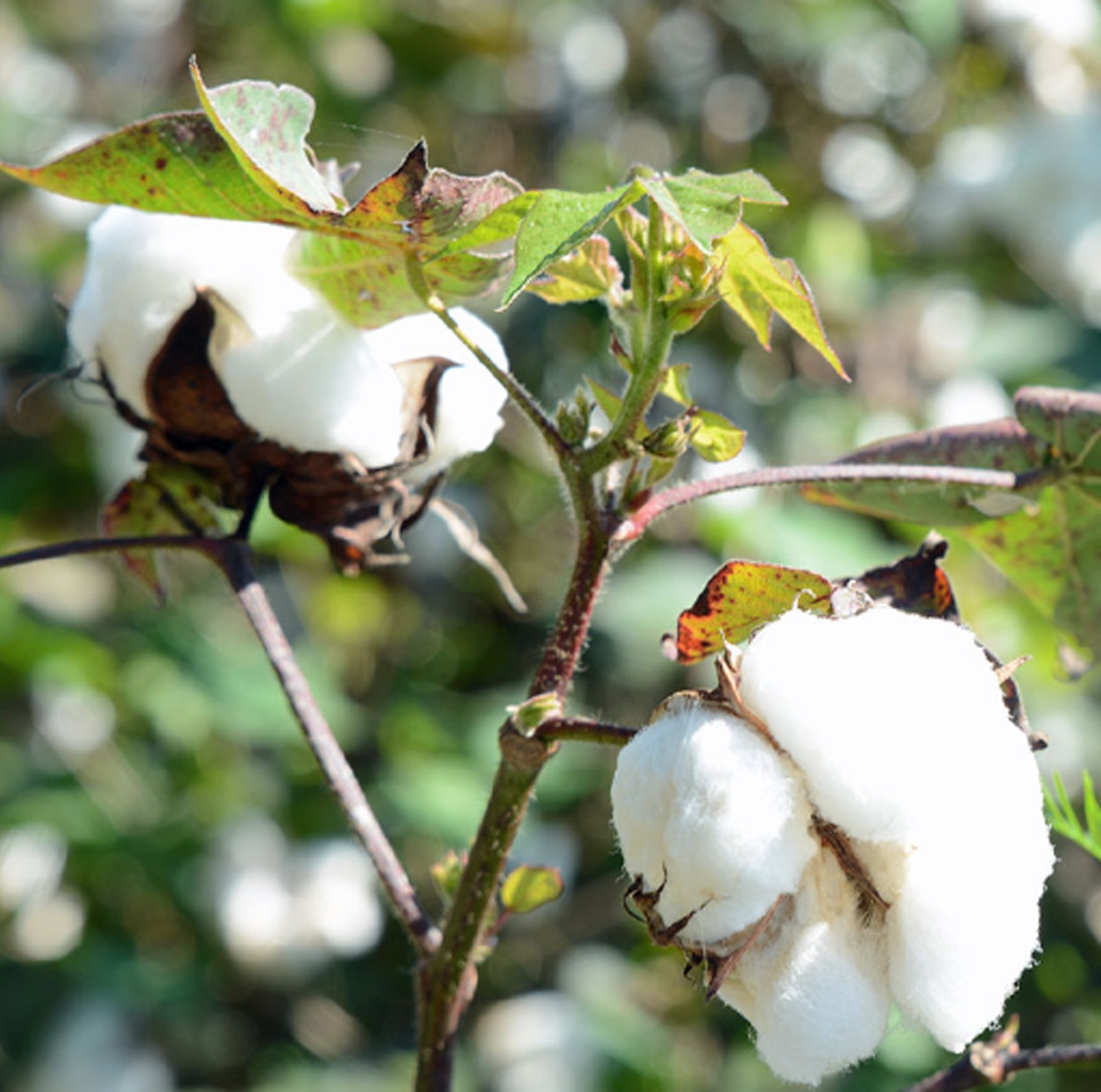 Organic cotton, source of C S Textile natural fibres