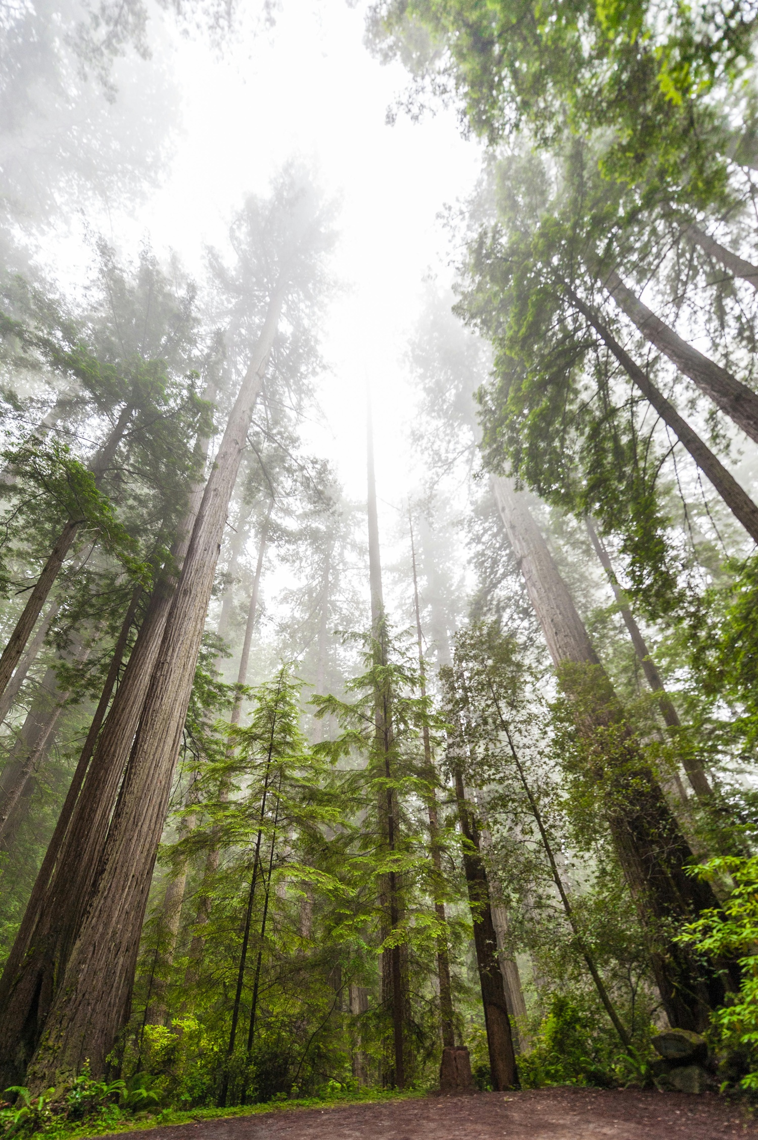C S Textile sustainability &mdash; forest canopy
